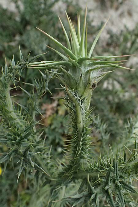 Onopordum cyprium / Cypriotic Cotton Thistle, Cyprus Kato Archimandrita 1.4.2025