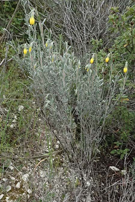 Onosma fruticosa \ Strauchige Lotwurz / Shrubby Goldendrop, Zypern/Cyprus Tochni 21.3.2025