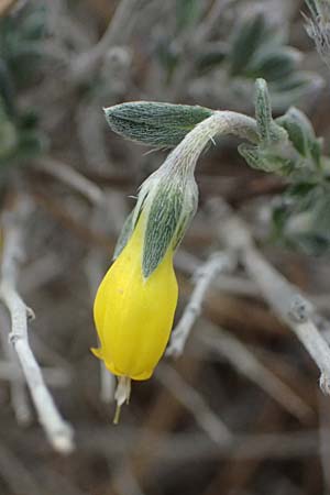 Onosma fruticosa \ Strauchige Lotwurz / Shrubby Goldendrop, Zypern/Cyprus Kato Archimandrita 1.4.2025