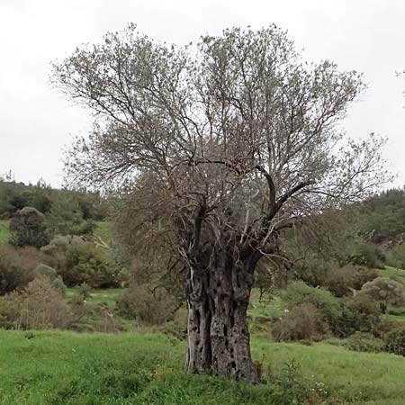 Olea europaea var. europaea \ �lbaum / Olive, Zypern/Cyprus Kato Archimandrita 1.4.2025