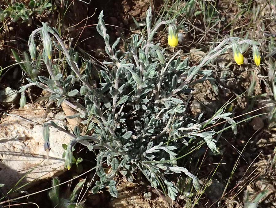Onosma fruticosa \ Strauchige Lotwurz / Shrubby Goldendrop, Zypern/Cyprus Akamas, Neo Chorio 20.3.2025