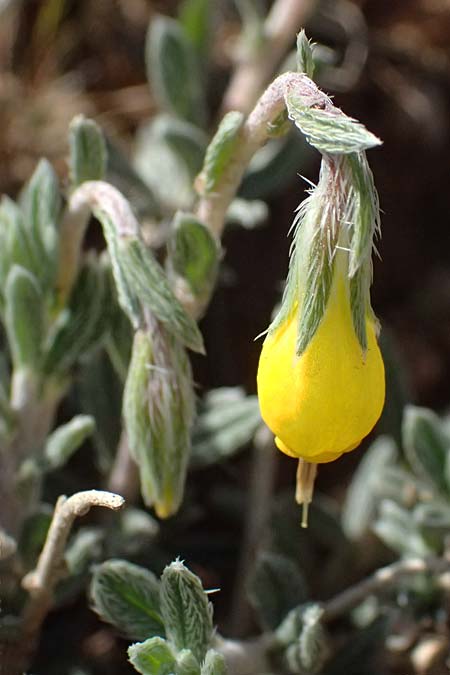 Onosma fruticosa \ Strauchige Lotwurz / Shrubby Goldendrop, Zypern/Cyprus Akamas, Neo Chorio 20.3.2025