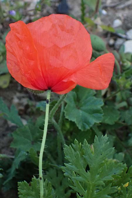 Papaver cyprium \ Zypern-Mohn / Cyprus Poppy, Zypern/Cyprus Kourion 29.3.2025