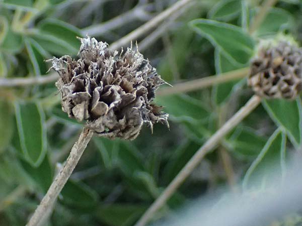 Phlomis cypria subsp. occidentalis \ Westliches Zyprisches Brandkraut / Western Cyprus Jerusalem Sage, Zypern/Cyprus Baths of Aphrodite 27.3.2025