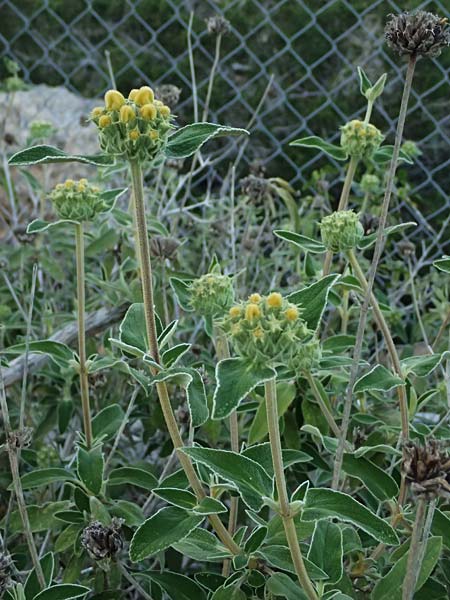 Phlomis cypria subsp. occidentalis \ Westliches Zyprisches Brandkraut / Western Cyprus Jerusalem Sage, Zypern/Cyprus Baths of Aphrodite 27.3.2025