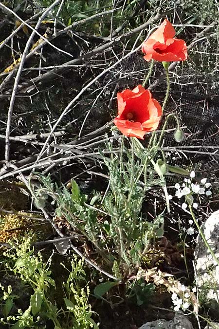 Papaver cyprium \ Zypern-Mohn / Cyprus Poppy, Zypern/Cyprus Polemi 30.3.2025