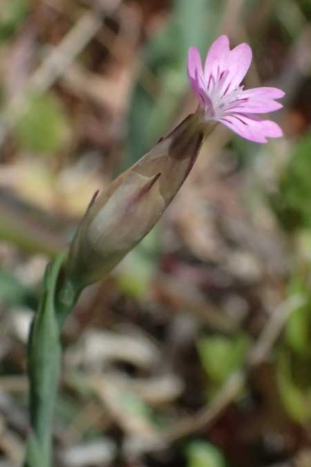 Petrorhagia dubia \ Samt-Felsennelke / Hairy Pink, Velvet Pink, Zypern/Cyprus Akamas, Neo Chorio 20.3.2025