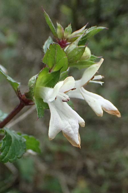 Prasium majus \ Groer Klippenziest / Great Hedge Nettle, Zypern/Cyprus Akamas, Neo Chorio 20.3.2025