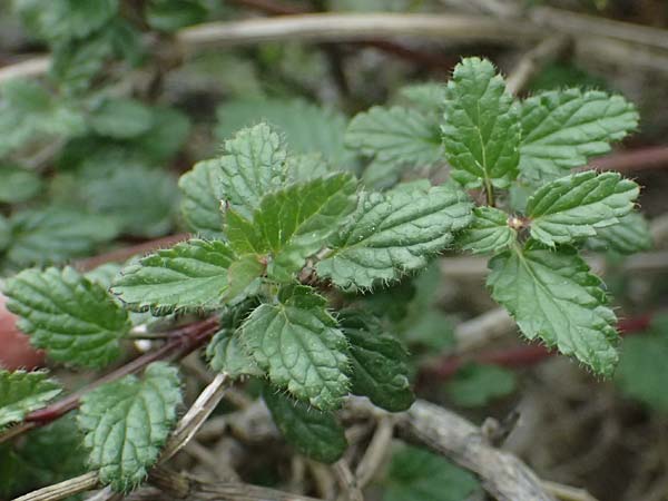 Prasium majus \ Groer Klippenziest / Great Hedge Nettle, Zypern/Cyprus Akamas, Neo Chorio 20.3.2025