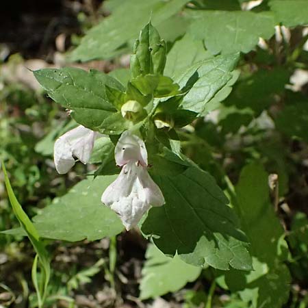 Prasium majus \ Groer Klippenziest / Great Hedge Nettle, Zypern/Cyprus Avakas Gorge 22.3.2025