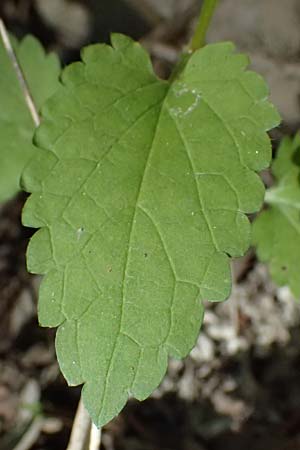 Prasium majus \ Groer Klippenziest / Great Hedge Nettle, Zypern/Cyprus Avakas Gorge 22.3.2025