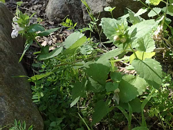 Prasium majus \ Groer Klippenziest / Great Hedge Nettle, Zypern/Cyprus Avakas Gorge 22.3.2025