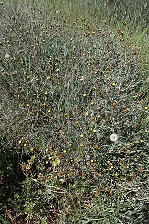 Phagnalon rupestre \ Gew�hnliche Steinimmortelle, Zypern Akrotiri 23.3.2025