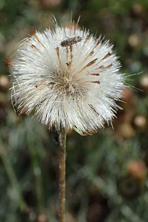 Phagnalon rupestre \ Gew�hnliche Steinimmortelle, Zypern Akrotiri 23.3.2025