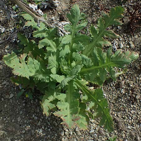 Papaver setigerum \ Borsten-Mohn / Dwarf Breadseed Poppy, Zypern/Cyprus Xyliatos 26.3.2025