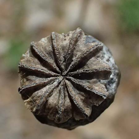 Papaver setigerum \ Borsten-Mohn / Dwarf Breadseed Poppy, Zypern/Cyprus Xyliatos 26.3.2025