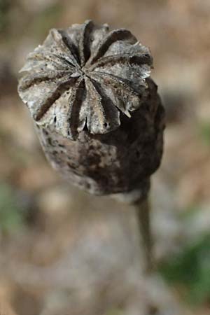 Papaver setigerum \ Borsten-Mohn / Dwarf Breadseed Poppy, Zypern/Cyprus Xyliatos 26.3.2025