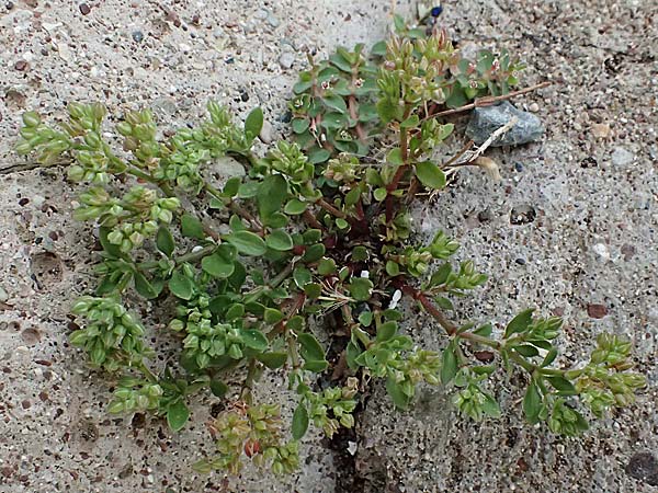 Polycarpon tetraphyllum \ Vierbl�ttriges Nagelkraut / Four-Leaved Allseed, Zypern/Cyprus Asprokremmos Dam 1.4.2025