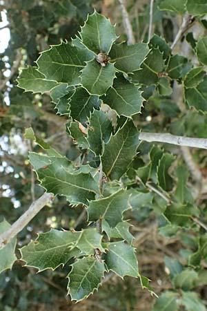 Quercus coccifera \ Kermes-Eiche, Stech-Eiche / Kermes Oak, Zypern/Cyprus Prov. Paphos, Episkopi 31.3.2025