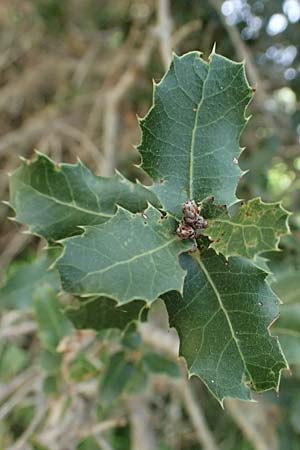 Quercus coccifera \ Kermes-Eiche, Stech-Eiche / Kermes Oak, Zypern/Cyprus Prov. Paphos, Episkopi 31.3.2025