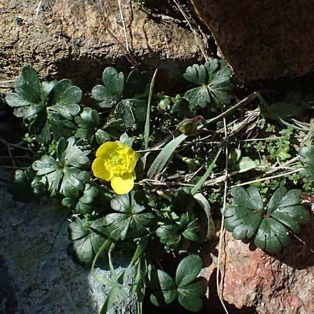 Ranunculus cadmicus subsp. cyprius \ Zypern-Hahnenfu� / Cyprus Buttercup, Zypern/Cyprus Troodos 24.3.2025