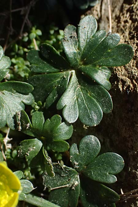 Ranunculus cadmicus subsp. cyprius \ Zypern-Hahnenfu� / Cyprus Buttercup, Zypern/Cyprus Troodos 24.3.2025