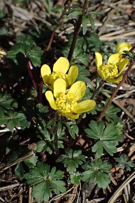 Ranunculus cadmicus subsp. cyprius \ Zypern-Hahnenfu� / Cyprus Buttercup, Zypern/Cyprus Troodos 24.3.2025