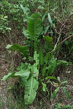 Rumex cristatus \ Griechischer Ampfer, Kammf&ouml;rmiger Ampfer / Greek Dock, Zypern/Cyprus Kato Archimandrita 1.4.2025