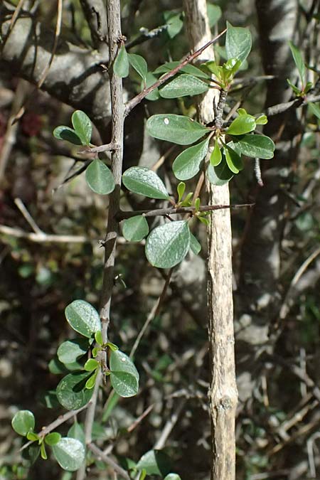 Rhamnus lycioides subsp. graeca \ Griechischer Kreuzdorn / Greek Buckthorn, Zypern/Cyprus Lagoudera 26.3.2025
