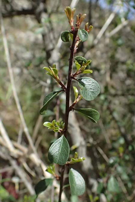 Rhamnus lycioides subsp. graeca \ Griechischer Kreuzdorn / Greek Buckthorn, Zypern/Cyprus Lagoudera 26.3.2025