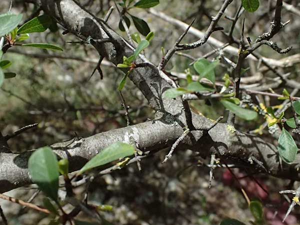 Rhamnus lycioides subsp. graeca \ Griechischer Kreuzdorn / Greek Buckthorn, Zypern/Cyprus Lagoudera 26.3.2025