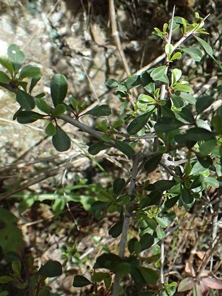 Rhamnus lycioides subsp. graeca \ Griechischer Kreuzdorn / Greek Buckthorn, Zypern/Cyprus Lagoudera 26.3.2025