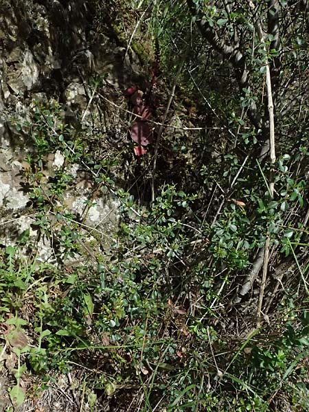 Rhamnus lycioides subsp. graeca \ Griechischer Kreuzdorn / Greek Buckthorn, Zypern/Cyprus Lagoudera 26.3.2025