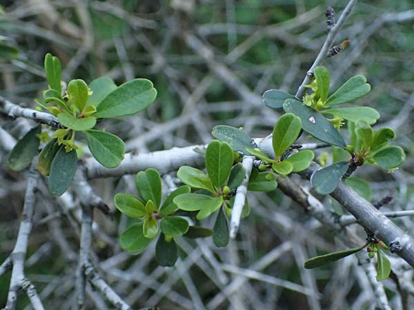 Rhamnus lycioides subsp. graeca \ Griechischer Kreuzdorn / Greek Buckthorn, Zypern/Cyprus Baths of Aphrodite 27.3.2025