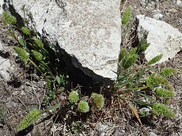 Rostraria cristata \ Echtes Bschelgras / Mediterranean Hair Grass, Zypern/Cyprus Kourion 29.3.2025