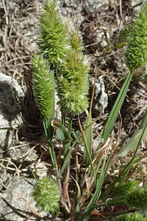 Rostraria cristata \ Echtes Bschelgras / Mediterranean Hair Grass, Zypern/Cyprus Kourion 29.3.2025