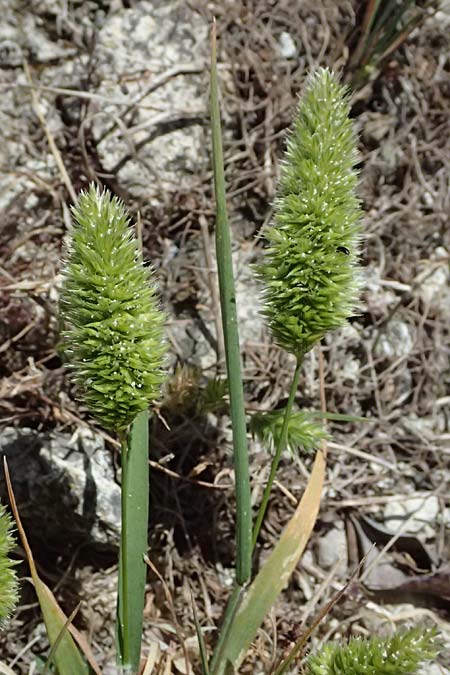 Rostraria cristata \ Echtes Bschelgras / Mediterranean Hair Grass, Zypern/Cyprus Kourion 29.3.2025