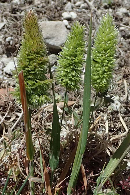 Rostraria cristata \ Echtes Bschelgras / Mediterranean Hair Grass, Zypern/Cyprus Kourion 29.3.2025