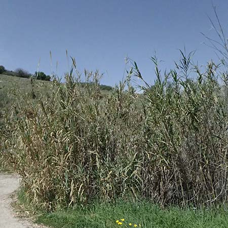 Arundo donax \ Pfahlrohr, Spanisches Rohr, Zypern Prov. Paphos, Episkopi 31.3.2025