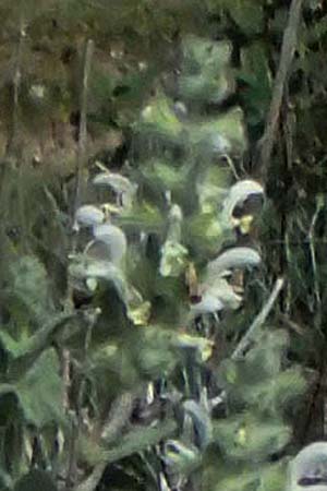 Salvia dominica \ Dominica-Salbei / Hebrew Fragrant Sage, Zypern/Cyprus Bot. Garden Baths of Aphrodite 27.3.2025