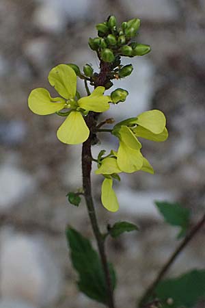 Sinapis arvensis \ Acker-Senf, Zypern Akamas, Neo Chorio 20.3.2025