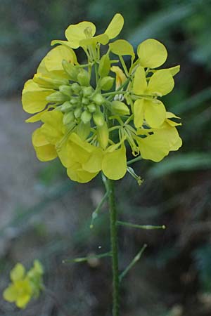Sinapis arvensis \ Acker-Senf, Zypern Akamas, Neo Chorio 20.3.2025