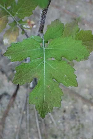 Sinapis arvensis \ Acker-Senf, Zypern Akamas, Neo Chorio 20.3.2025