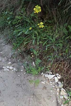 Sinapis arvensis \ Acker-Senf, Zypern Akamas, Neo Chorio 20.3.2025