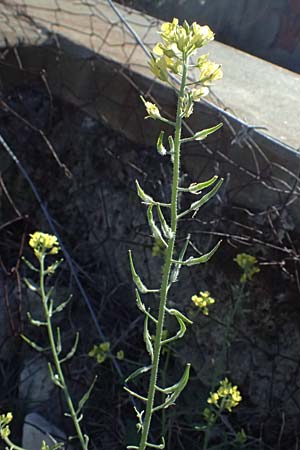Sinapis alba \ Wei�er Senf / White Mustard, Zypern/Cyprus Anogyra 29.3.2025