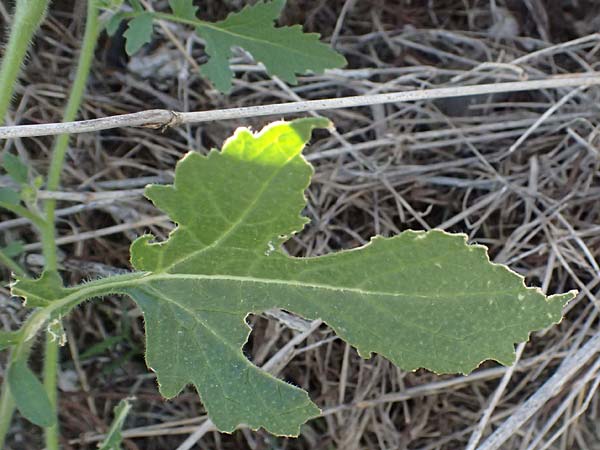 Sinapis alba \ Wei�er Senf / White Mustard, Zypern/Cyprus Anogyra 29.3.2025