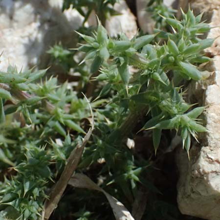 Salsola tragus \ Ukraine-Salzkraut, Ruthenisches Salzkraut / Russian Thistle, Glasswort, Zypern/Cyprus Petra tou Romiou 30.3.2025