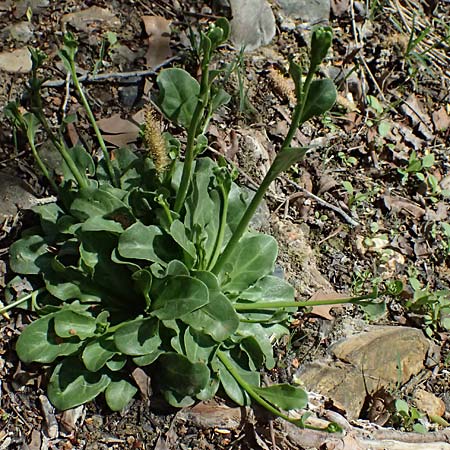 Samolus valerandi \ Salzbunge / Brookweed, Zypern/Cyprus Prov. Paphos, Episkopi 31.3.2025