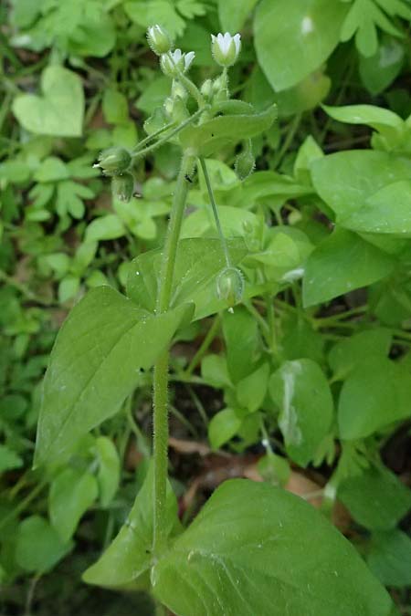 Stellaria cupaniana \ Mittelmeer-Sternmiere / Southern Chickweed, Zypern/Cyprus Avakas Gorge 22.3.2025