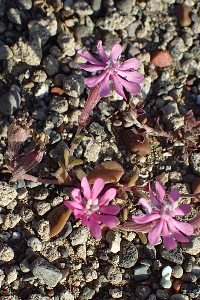 Silene colorata \ Farbiges Leimkraut / Mediterranean Catchfly, Zypern/Cyprus Akrotiri 23.3.2025